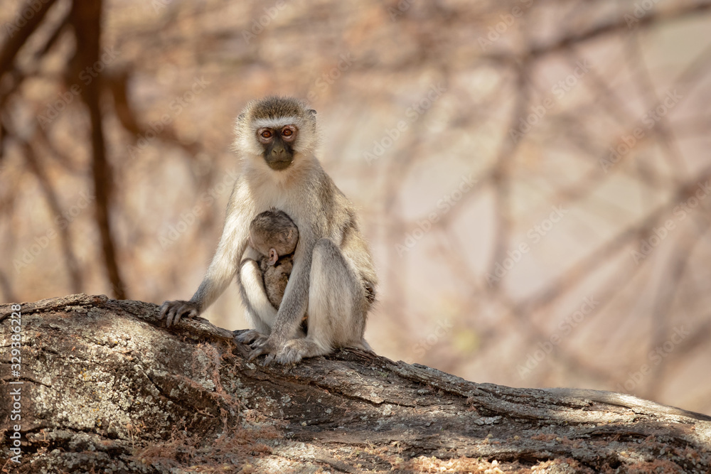 Obraz premium vervet monkey (Chlorocebus pygerythrus), or simply vervet, is an Old World monkey of the family Cercopithecidae native to Africa.