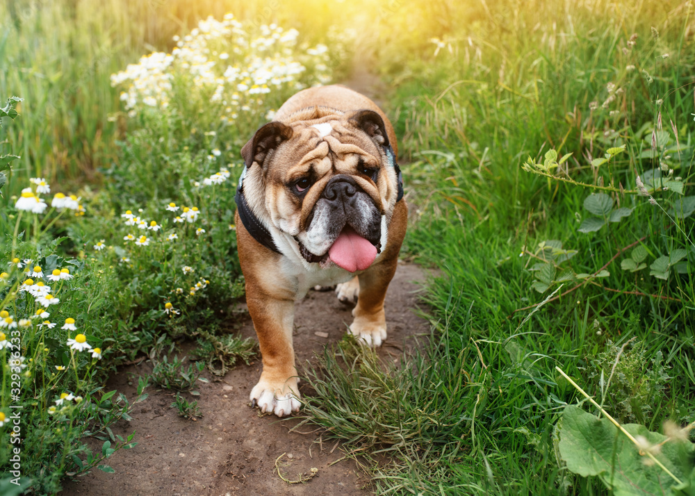 Red English/British Bulldog Dog with tongue out for a walk looking up sitting in the grass