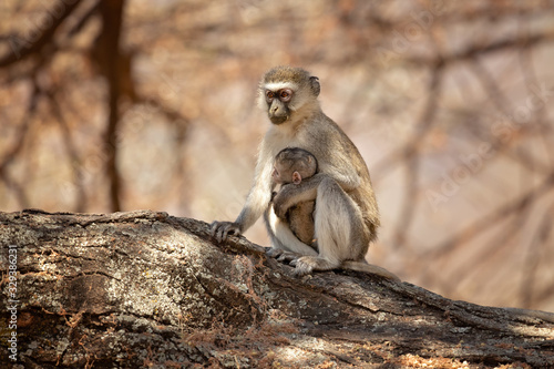 vervet monkey (Chlorocebus pygerythrus), or simply vervet, is an Old World monkey of the family Cercopithecidae native to Africa.