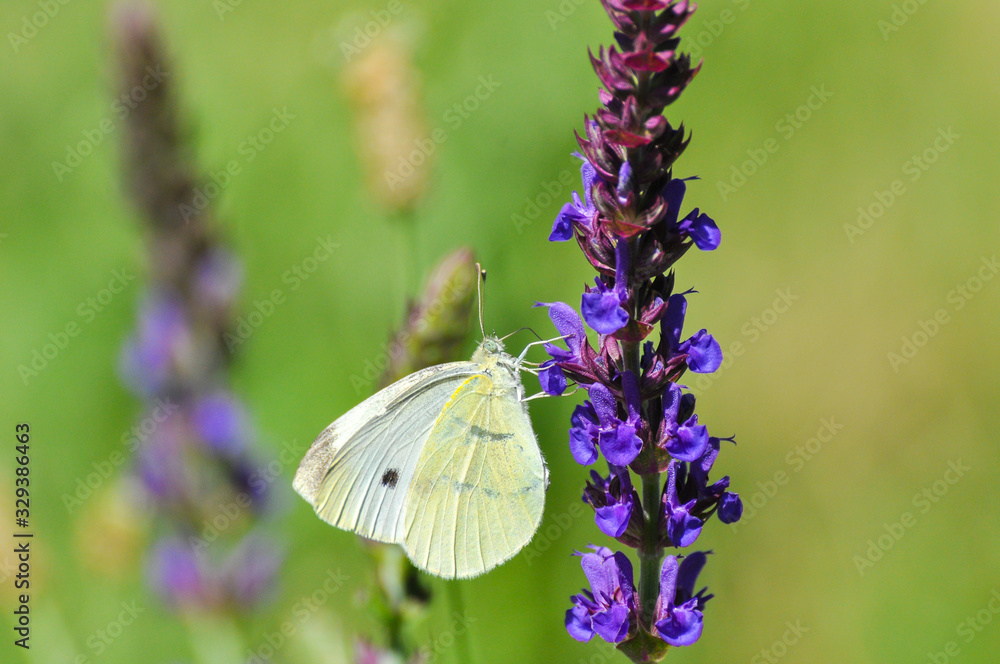 Small White butterfly, Pieris rapae, on wildflower. Beautiful butterfly on meadow Small White butterfly, Pieris rapae, on wildflower. Beautiful butterfly on meadow