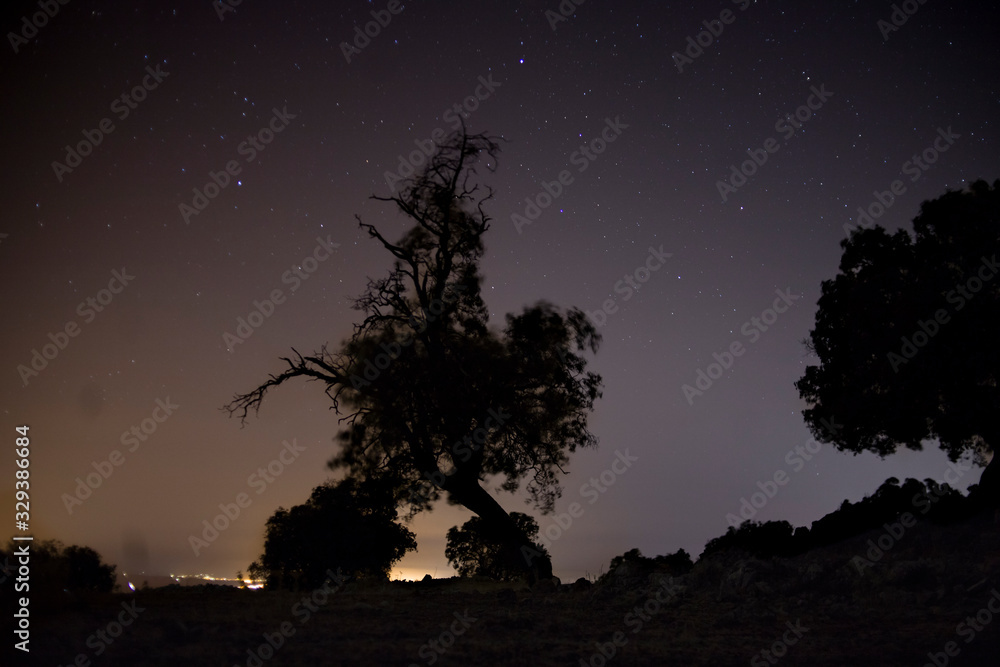 Noche estrellada via lactea en el bosque