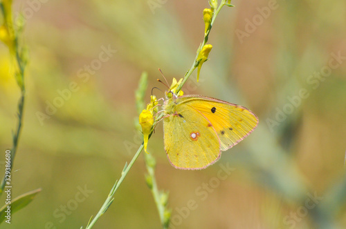 Colias croceus, Clouded Yellow butterfly collecting nectar on wild flower. Yellow Butterfly on meadow in spring time