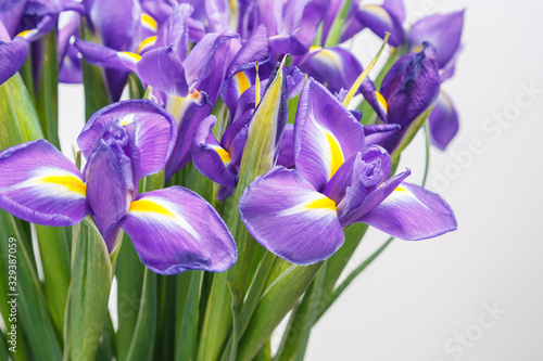 beautiful dark purple iris flower on white background