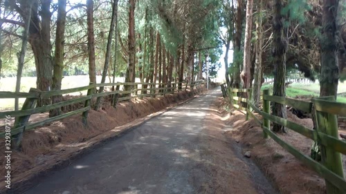 Dirt road with trees on the sides