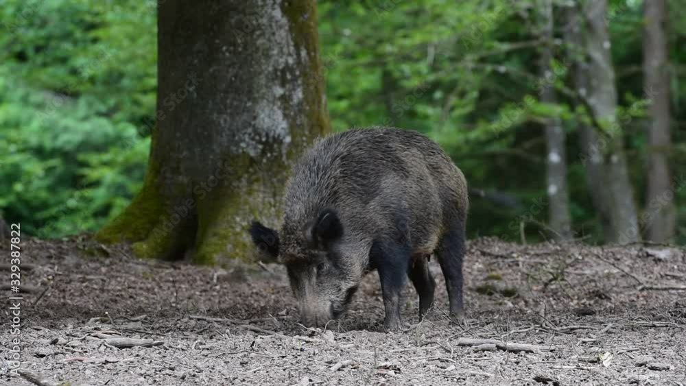 Wild boar (Sus scrofa) sow foraging in forest in spring Wild boar (Sus scrofa) sow foraging in forest in spring