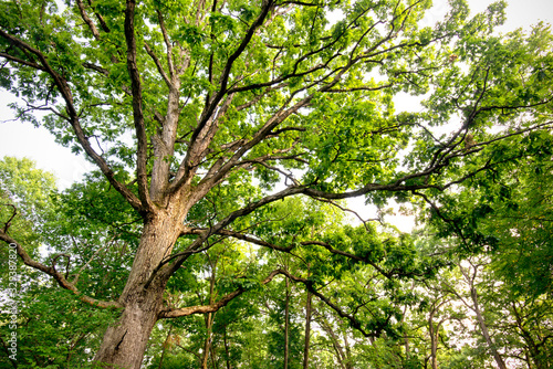 A massive mature oak tree in an oak savanna on a summer day.