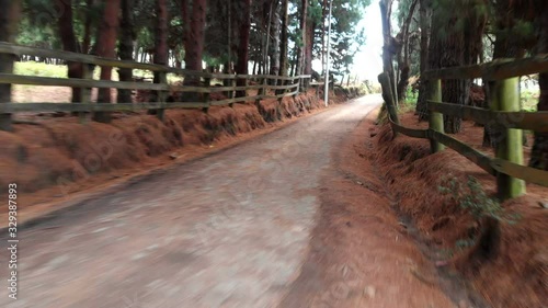 Dirt road with trees on the sides