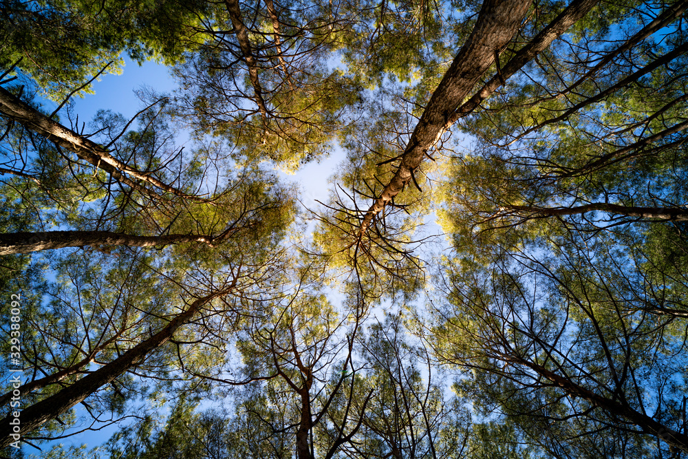 Fototapeta premium Looking up into a forest canopy
