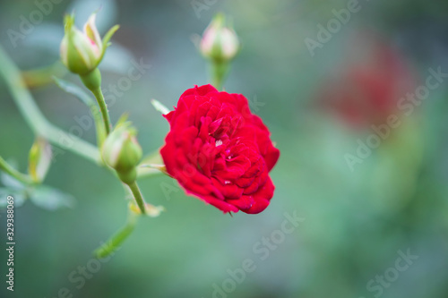 Beautiful red roses flower in the garden