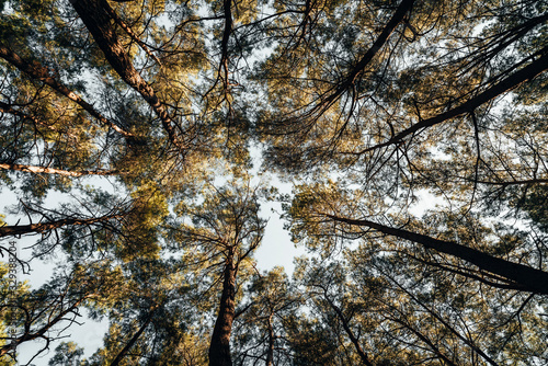 Looking up into a forest canopy
