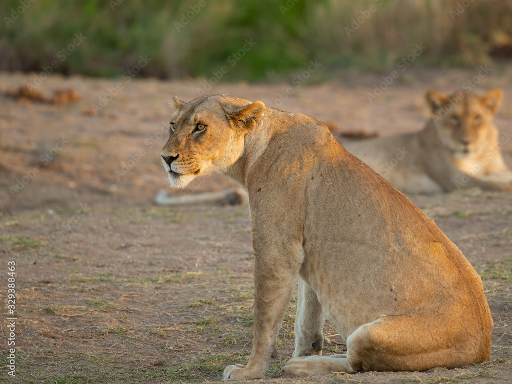 Naklejka premium Lion taken in Tanzania