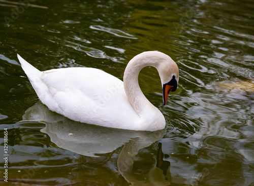 A Swan with a Curled Neck Looks Down At The Water