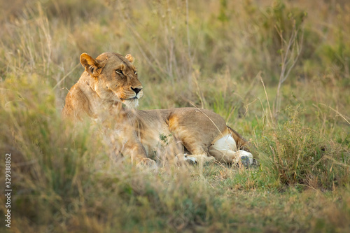 Lion taken in Tanzania