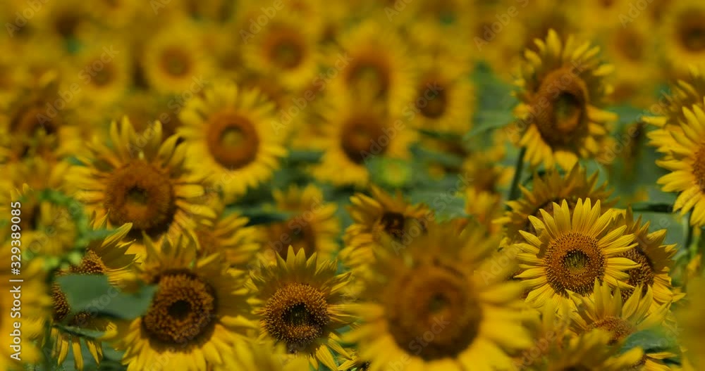 Video shooting of summer sunflower field.