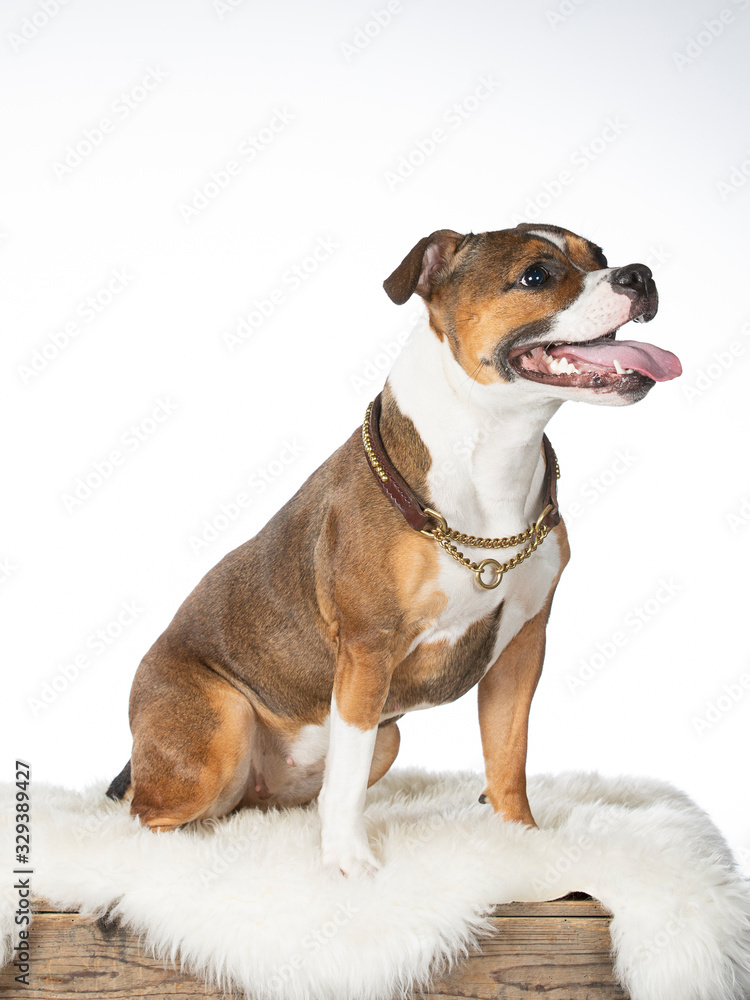Staffordshire bullterrier dog portrait in a studio with white background.
