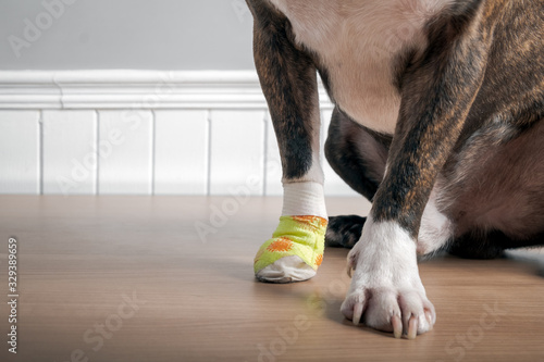 Boston terrier dog with injury and bandage in paw sitting and resting