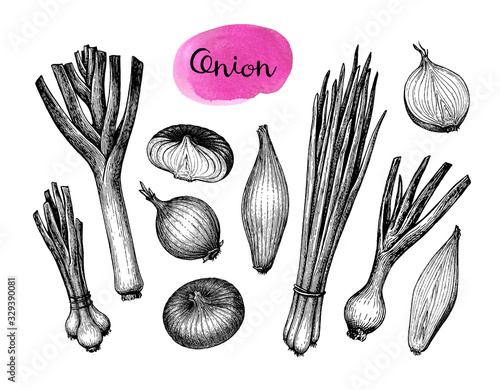 Onions, leeks and scallions.