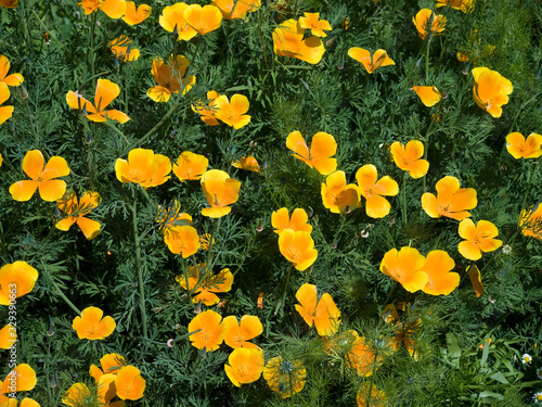 Californian Poppy Eschscholzia californica photo