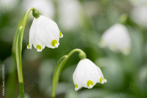 Macro shot of a delicate flower called Spring snowflake (Leucojum vernum), is a perennial bulbous flowering plant species in the family Amaryllidaceae.  © hopsalka
