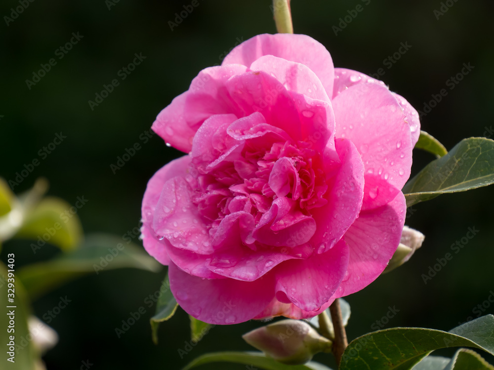 Fototapeta premium Pink Camelia after the rain