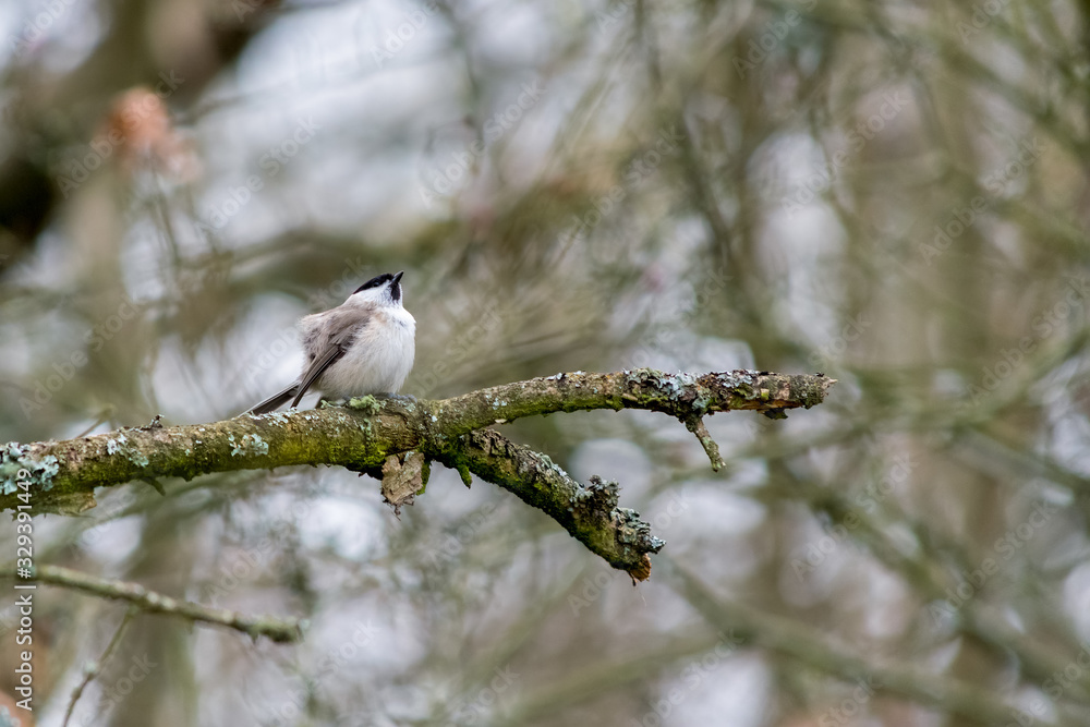 Marsh Tit puffed up on a cold winter's day Marsh Tit puffed up on a cold winter's day