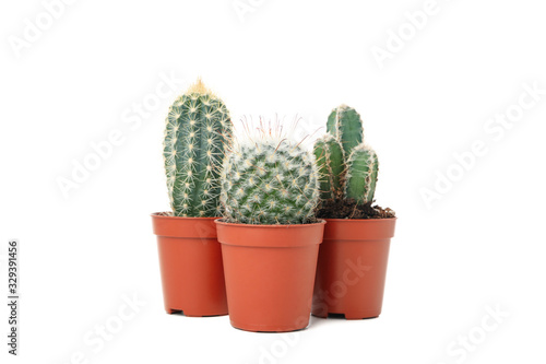 Cacti in a pots isolated on white background