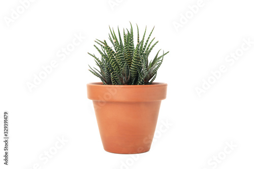 Succulent plant in pot isolated on white background