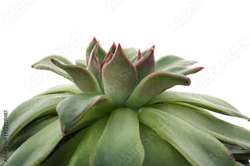 Succulent plant isolated on white background, close up