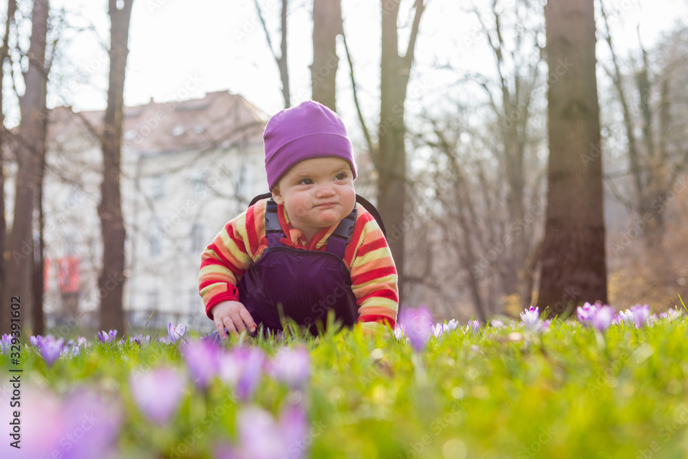 Cute baby girl crawling over many saffron flowers in local park. Cute baby girl crawling over many saffron flowers in local park.