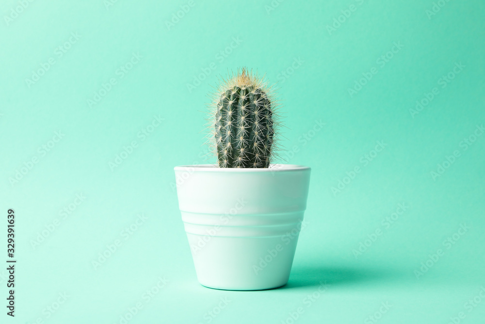 Cactus in pot on mint background, space for text Cactus in pot on mint background, space for text