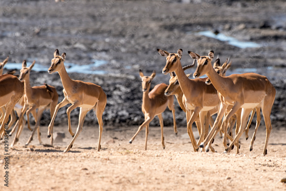 Impala, femelle, Aepyceros melampus Impala, femelle, Aepyceros melampus