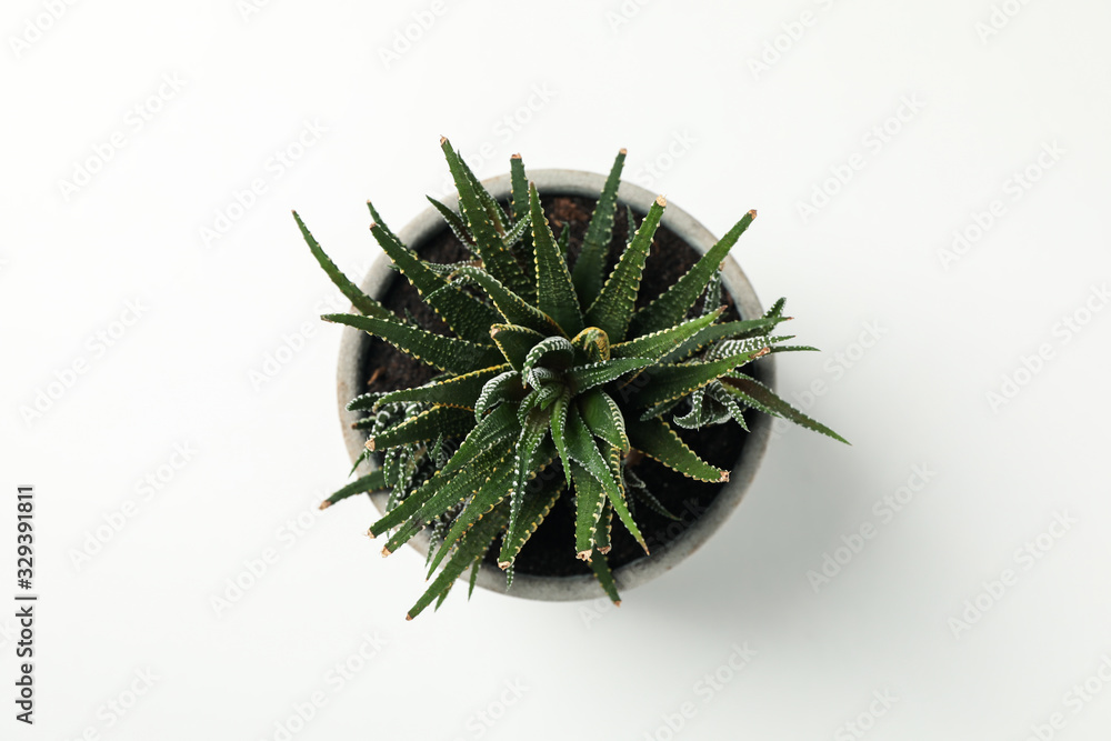 Succulent plant on white background, top view. Houseplant Succulent plant on white background, top view. Houseplant