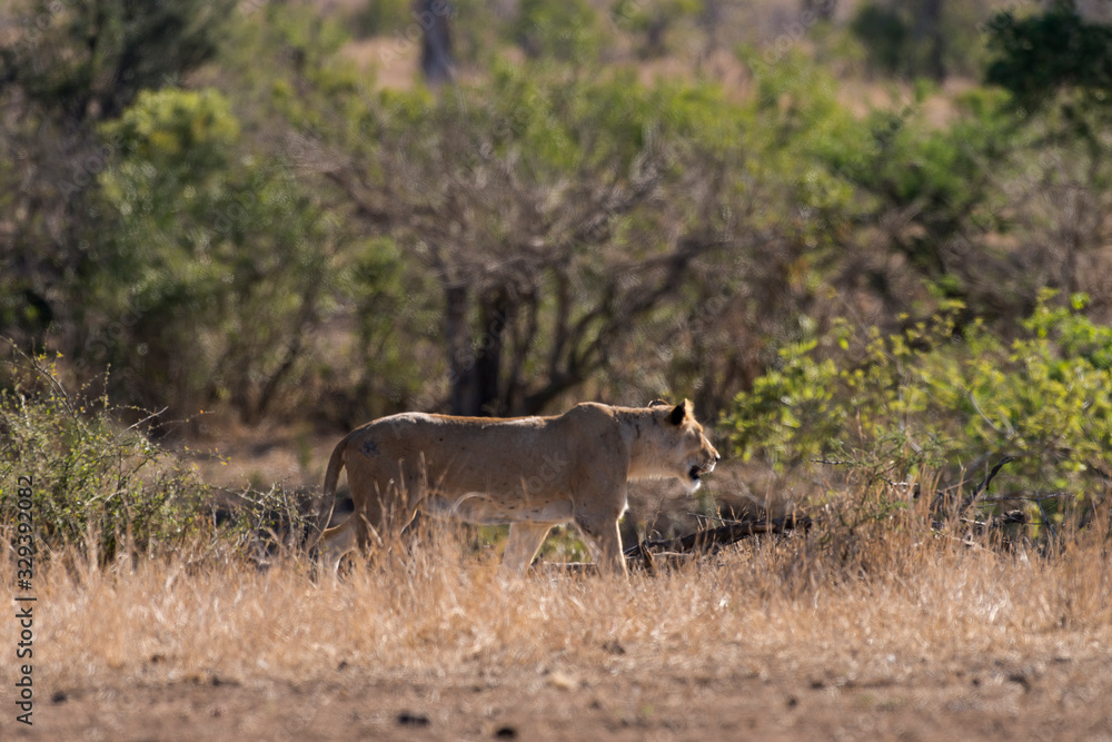 Obraz premium lion, femelle, lionne, Panthera leo, Afrique