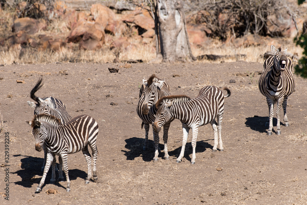 Obraz premium Zèbre de Burchell, Equus quagga, Parc national Kruger, Afrique du Sud