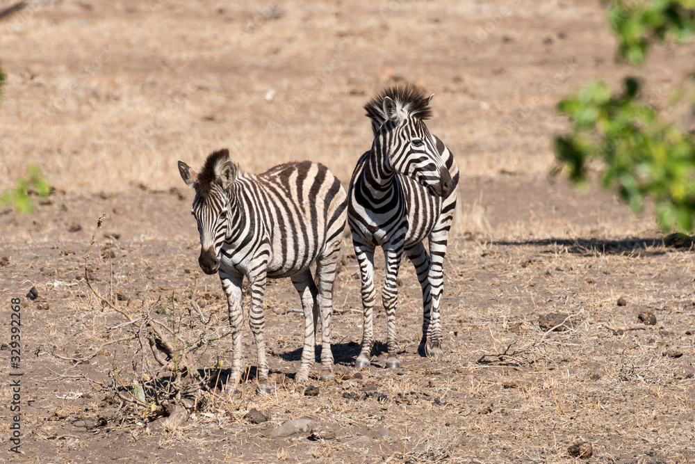 Zèbre de Burchell, Equus quagga, Parc national Kruger, Afrique du Sud Zèbre de Burchell, Equus quagga, Parc national Kruger, Afrique du Sud