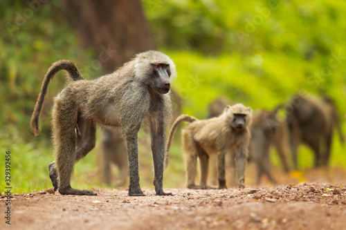 Olive baboon (Papio anubis), also called the Anubis baboon, is a member of the family Cercopithecidae (Old World monkeys). photo