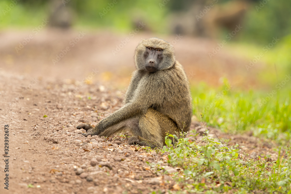 Olive baboon (Papio anubis), also called the Anubis baboon, is a member of the family Cercopithecidae (Old World monkeys). Olive baboon (Papio anubis), also called the Anubis baboon, is a member of the family Cercopithecidae (Old World monkeys).