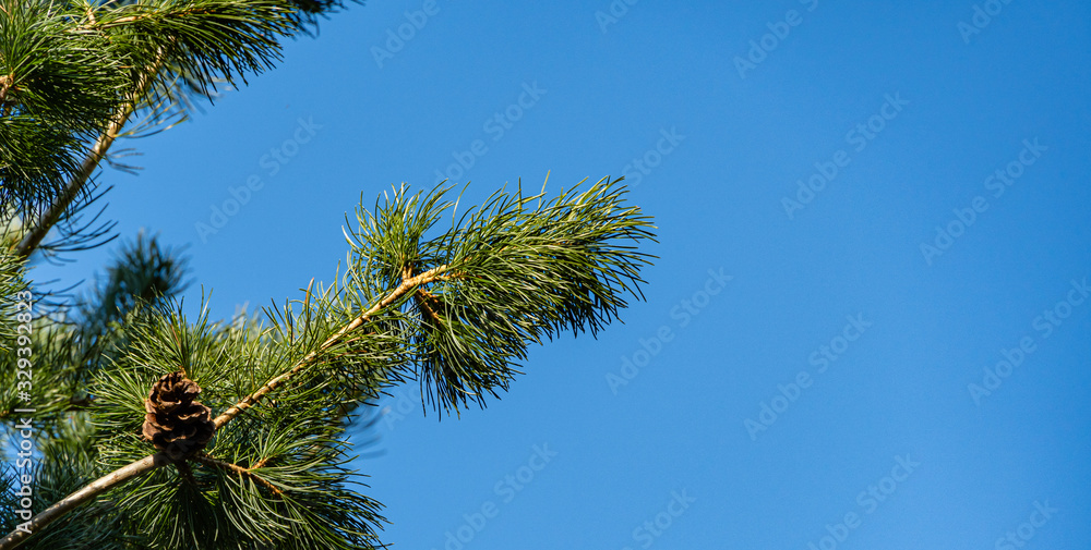 Brown cones on long branches Japanese pine Pinus parviflora Glauca against blue sky. Close-up. Sunny spring day. Evergreen landscaped garden. Nature concept for design. Brown cones on long branches Japanese pine Pinus parviflora Glauca against blue sky. Close-up. Sunny spring day. Evergreen landscaped garden. Nature concept for design.