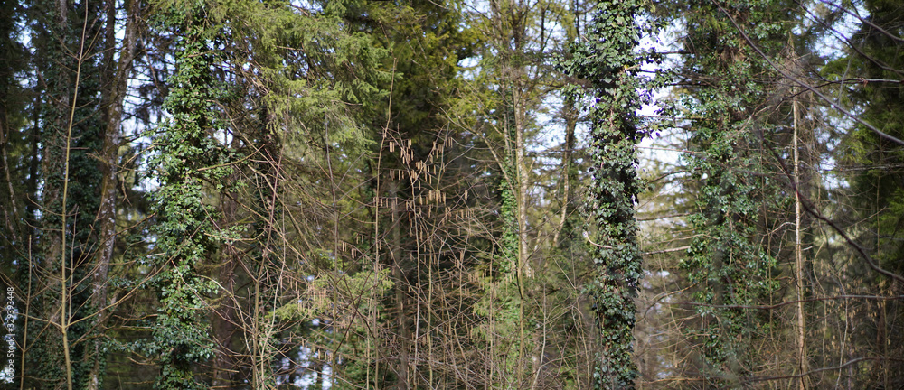 Obraz premium Ausschnitt im Wald bei Vagen 