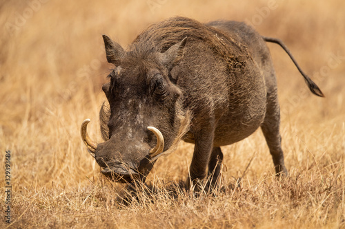 Common warthog (Phacochoerus africanus) is a wild member of the pig family (Suidae) found in grassland, savanna, and woodland in sub-Saharan Africa. photo