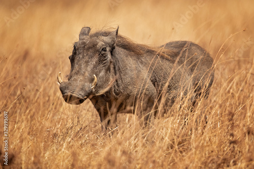Photos Common warthog (Phacochoerus africanus) is a wild member of the pig family (Suidae) found in grassland, savanna, and woodland in sub-Saharan Africa