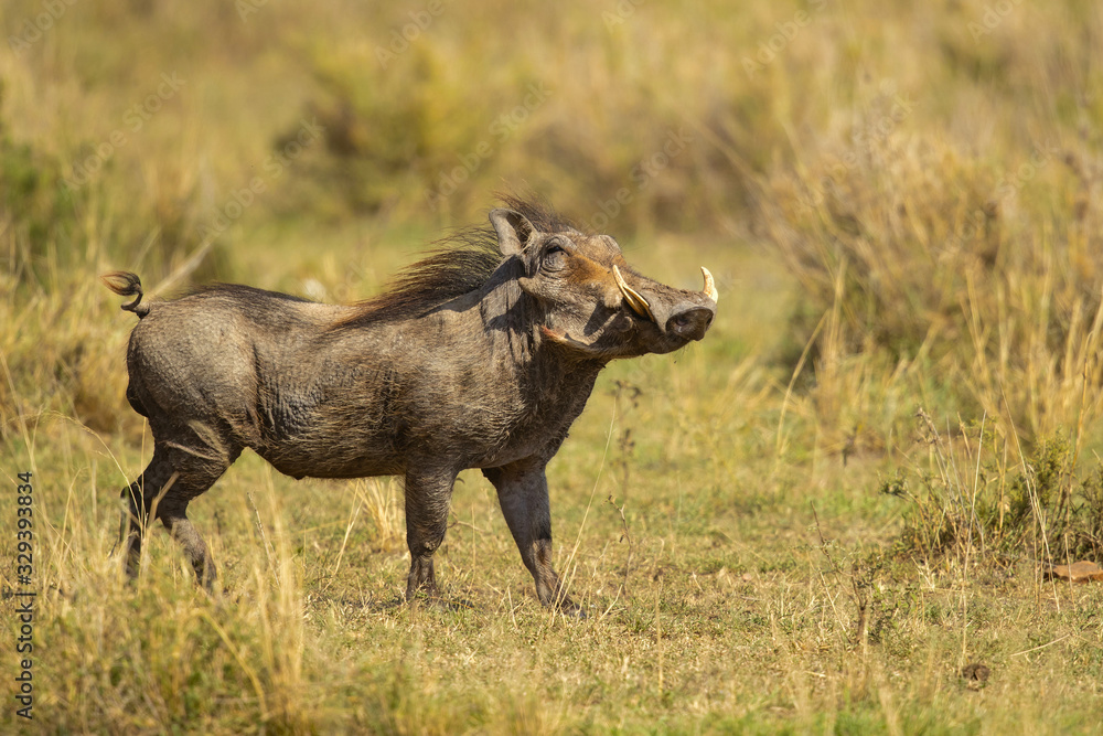 Fototapeta premium Common warthog (Phacochoerus africanus) is a wild member of the pig family (Suidae) found in grassland, savanna, and woodland in sub-Saharan Africa.
