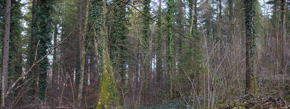 Sanfte Lichtspiele im Wald