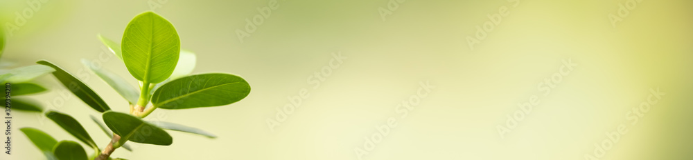 Close up beautiful nature view green leaf on blurred greenery background under sunlight with bokeh and copy space using as background natural plants landscape, ecology cover concept. Close up beautiful nature view green leaf on blurred greenery background under sunlight with bokeh and copy space using as background natural plants landscape, ecology cover concept.