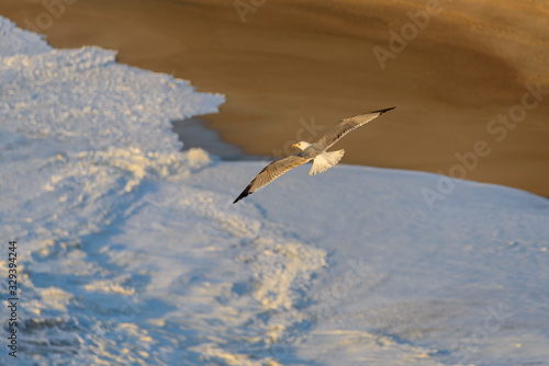 seagull flies over the waves