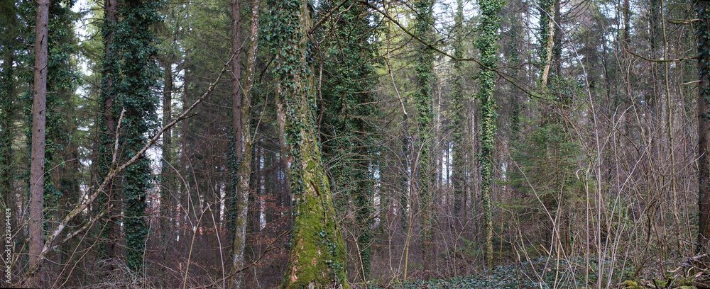 Der bayrische Wald im Frühling Der bayrische Wald im Frühling