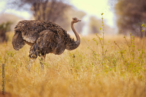 Slika na platnu common ostrich (Struthio camelus), or simply ostrich, is a species of large flightless bird native to certain large areas of Africa