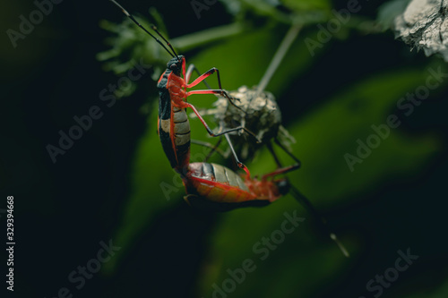 green bug on a leaf