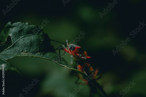 red bug on a leaf