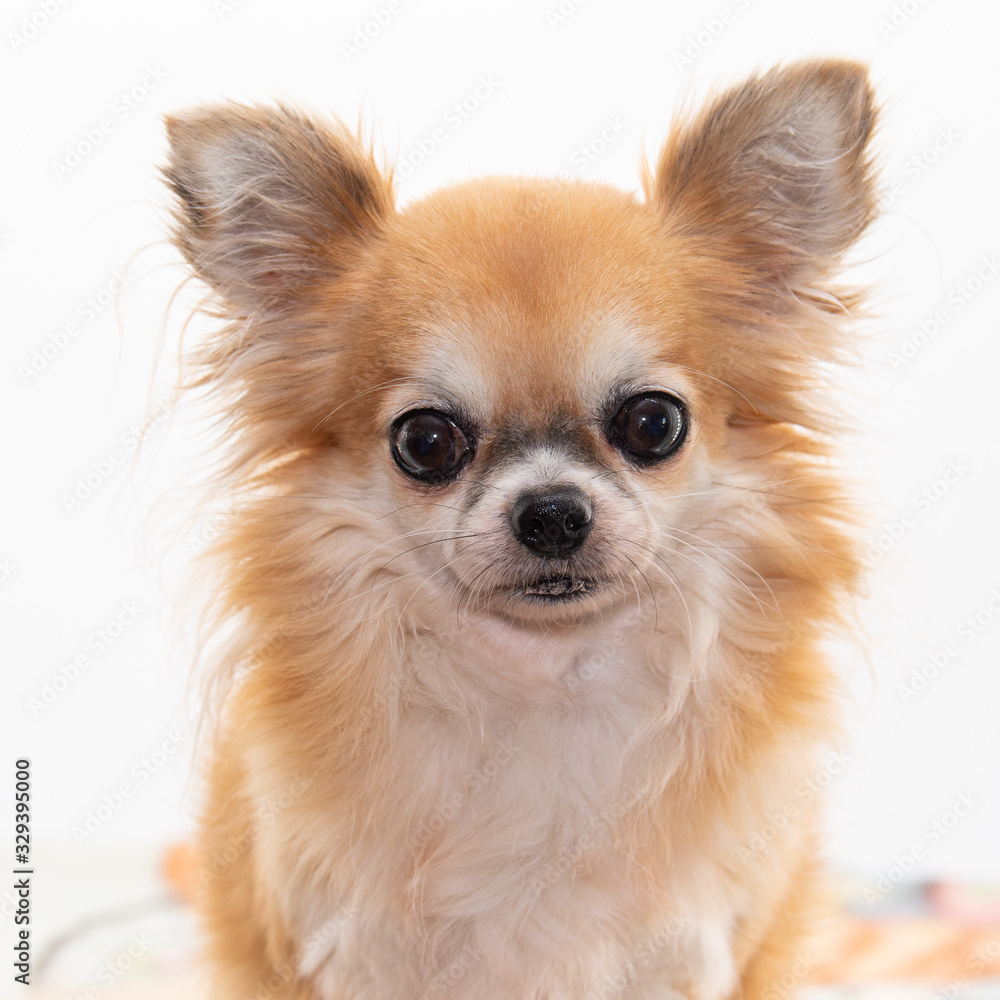 chihuahua on white background chihuahua on white background